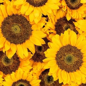 Meet your Posher, India